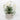 Spring White Florals with Greens on Square Pot