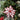 10 X 10 X 5"H WHITE POINSETTIA DECOR W/CLIP