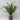12"H Pine Needle with Cones Arrangements in a Glass Vase