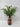 12"H Pine Needle with Cones Arrangements in a Glass Vase