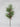 25"L Pine Needles Pick