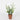 Spring Table Top Plant on Pot