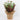 Spring Gypsophila Florals with Burlap Pot