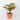 Spring Table Top Plant on Pot