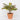 Spring Table Top Plant on Pot