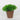 Spring Table Top plant on Pot