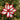 Felt poinsettia picks