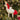 Ornaments, 오너먼트, Christmas, 크리스마스, Wreath, 리스, Garlands, 그랜드 , Tinsel ,장식용 반짝이 , PVC Tree PVC, 트리, Table Top Décor ,테이블 데코 , Angel, 천사, Snowman, 스노우맨 , Reindeer, 순록 , Christmas decorations, 크리스마스 장식