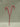 Xmas Candy Cane Pick