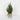 Spring Greenery on Tin Pot