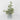 Spring Table Top Plant