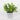 Spring Greenery on Tin Pot
