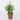 Spring Greenery on Pot