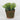 Spring Greenery on Pot