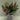 12"H. Berries Table Top Arrangements