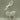 14.0" White Standing Reindeer