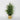 Evergreen tabletop tree with glittered tips