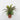Spring Table Top Plant