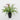 Spring Greenery on Pot