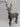 Polyresin Brown Standing Deer