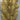 S/2 Peacock Leaf Picks-Gold
