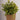 Artificial Boxwood on a Gold Pot